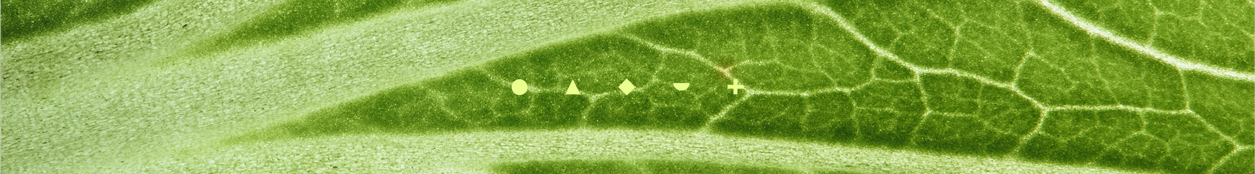 Close-up of a green leaf with detailed veins