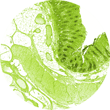 Microscopic view of tissue with green and white colors