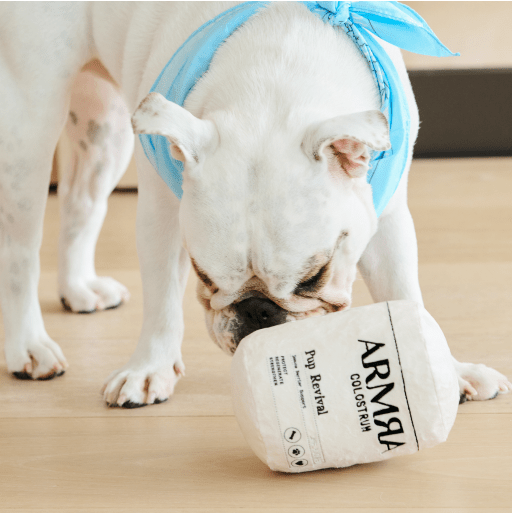 Pup Revival Dog Toy - ARMRA